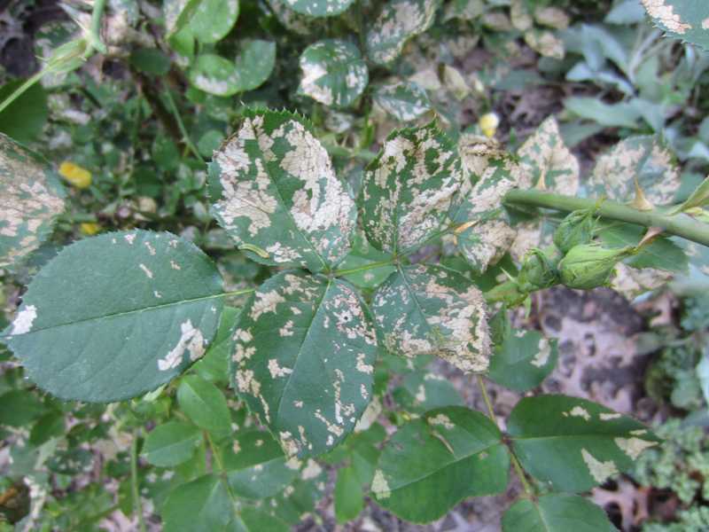 Rose and pear slugs (sawflies)